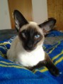 /album/katze/foto0153e002-1-jpg/